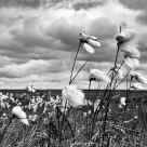 Cotton Grass